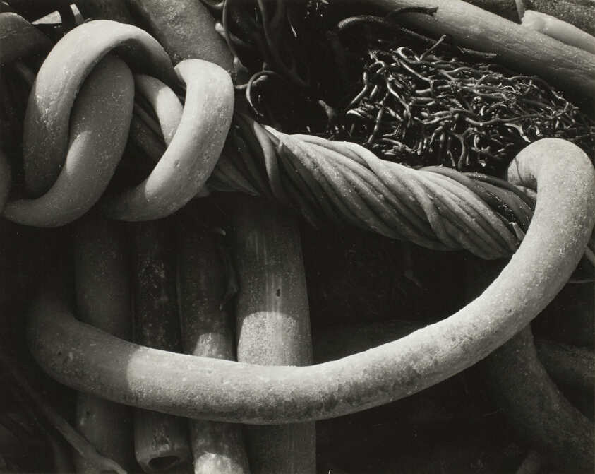 Kelp (Carmel)
