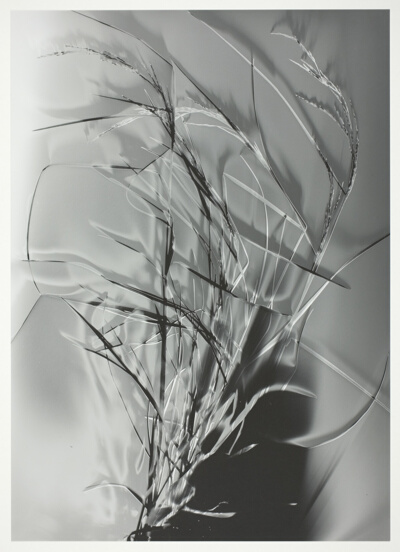 Grass