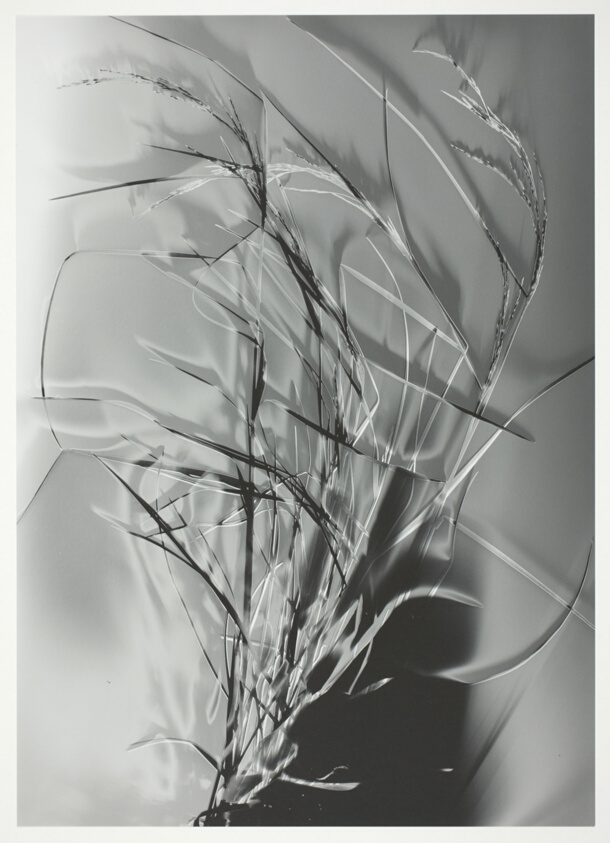 Grass
