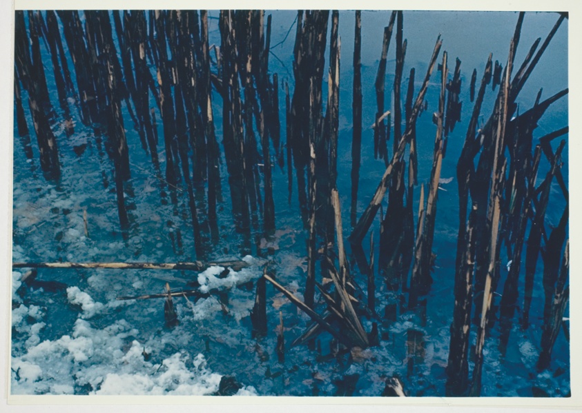 Untitled (Stalks in Icy Water)