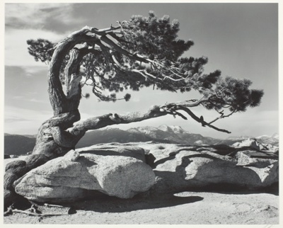 Jeffrey Pine, Sentinel Dome, Yosemite National Park, California