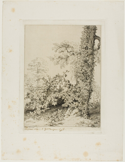 Bramble and Ivy