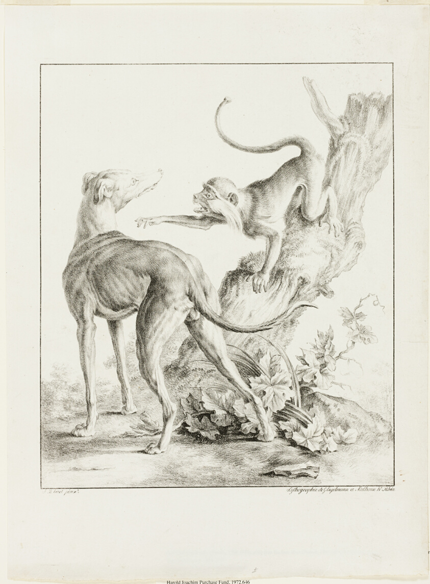 Dog and Monkey