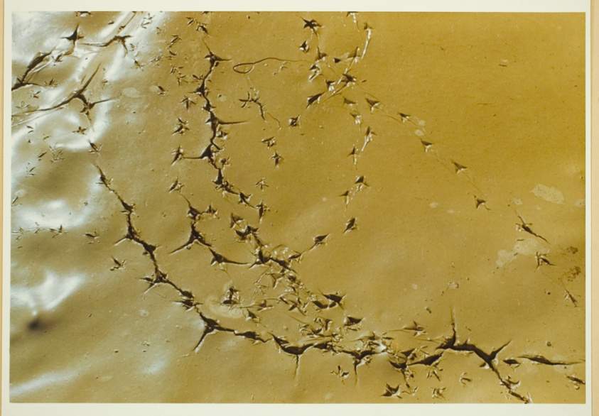 Sandpiper's Mud Lark