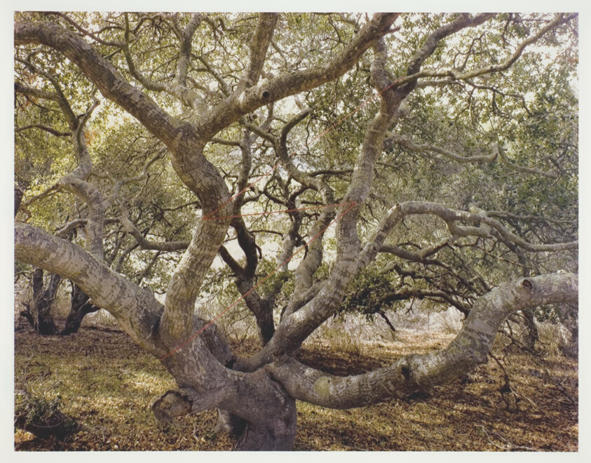 Live Oak Lightning, Lompoc, California