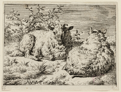 Two Sheep
