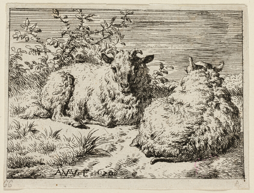 Two Sheep