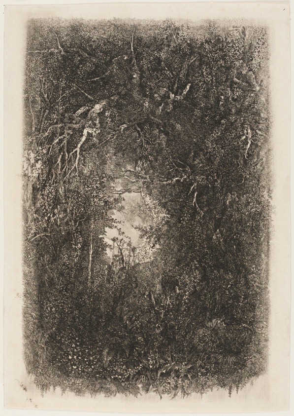Clearing in the Forest