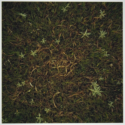 Sage, Scribner’s Panic Grass, and Other Native Grasses, Fent’s Prairie, Salina, Kansas, from the series “Prairie: Images of Ground and Sky” (1978-85)