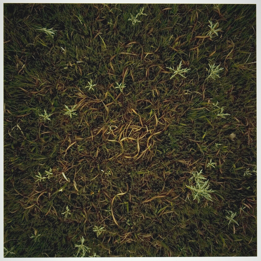 Sage, Scribner’s Panic Grass, and Other Native Grasses, Fent’s Prairie, Salina, Kansas, from the series “Prairie: Images of Ground and Sky” (1978-85)