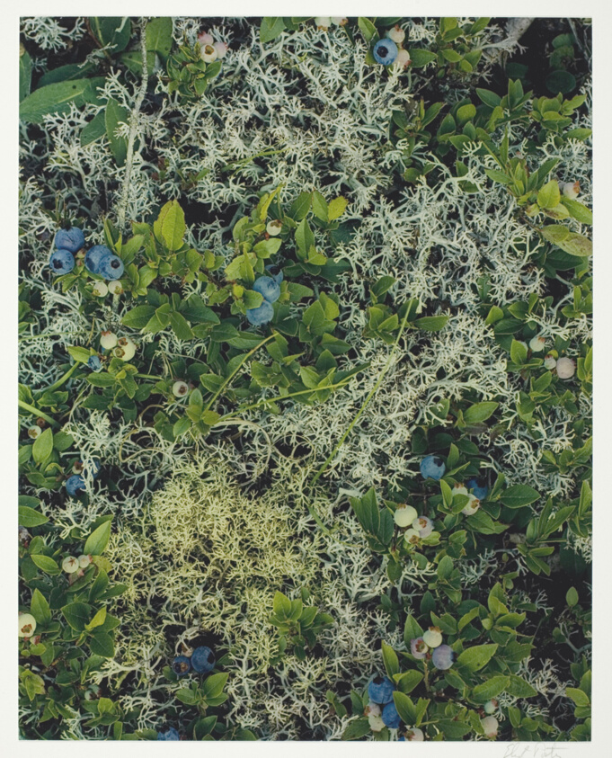 Blueberries, Great Spruce Head Island, Maine