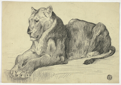 Lioness