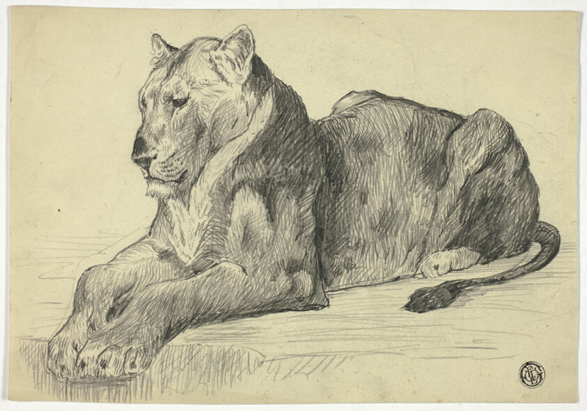 Lioness