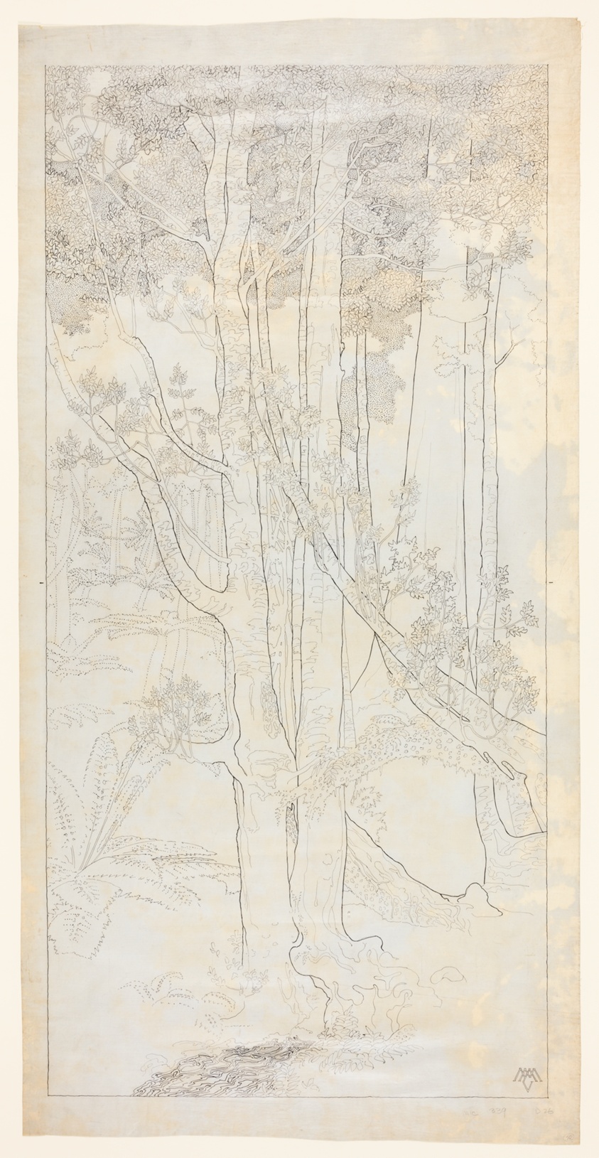 Tree Study Number Three, Australia, Design Drawing