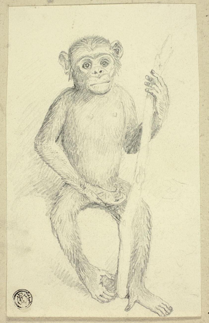 Orangutang
