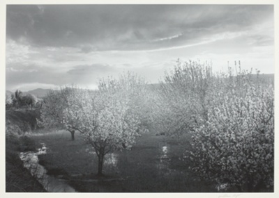 Apple Blossoms, Velarde