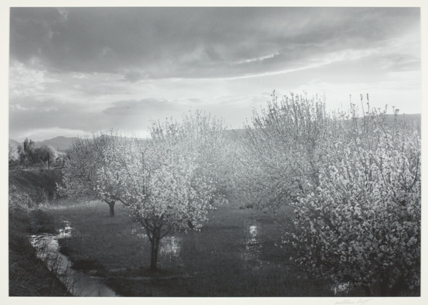 Apple Blossoms, Velarde