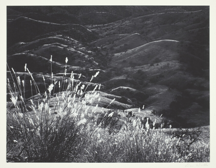Grass, Arizona
