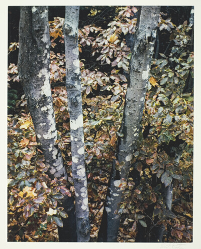 Maple Trunks, New Hampshire