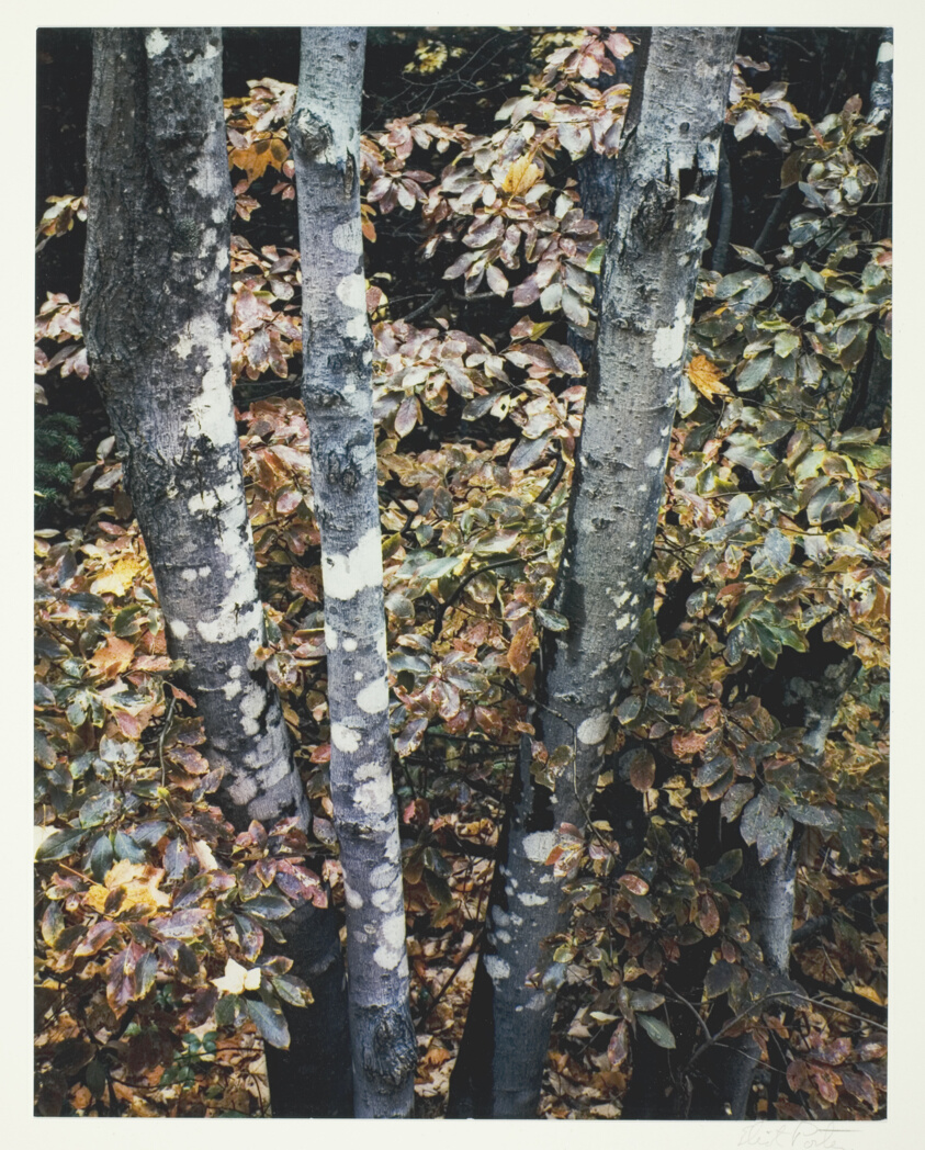 Maple Trunks, New Hampshire