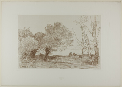 Willows and White Poplars