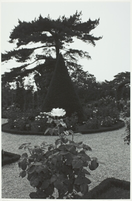 Single Rose Bloom in Formal Garden, Bagatelle Gardens, Paris