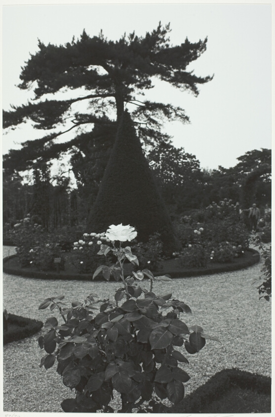 Single Rose Bloom in Formal Garden, Bagatelle Gardens, Paris