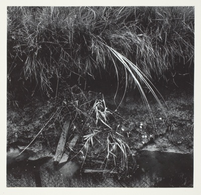 Grasses and Rushes Beside Pond
