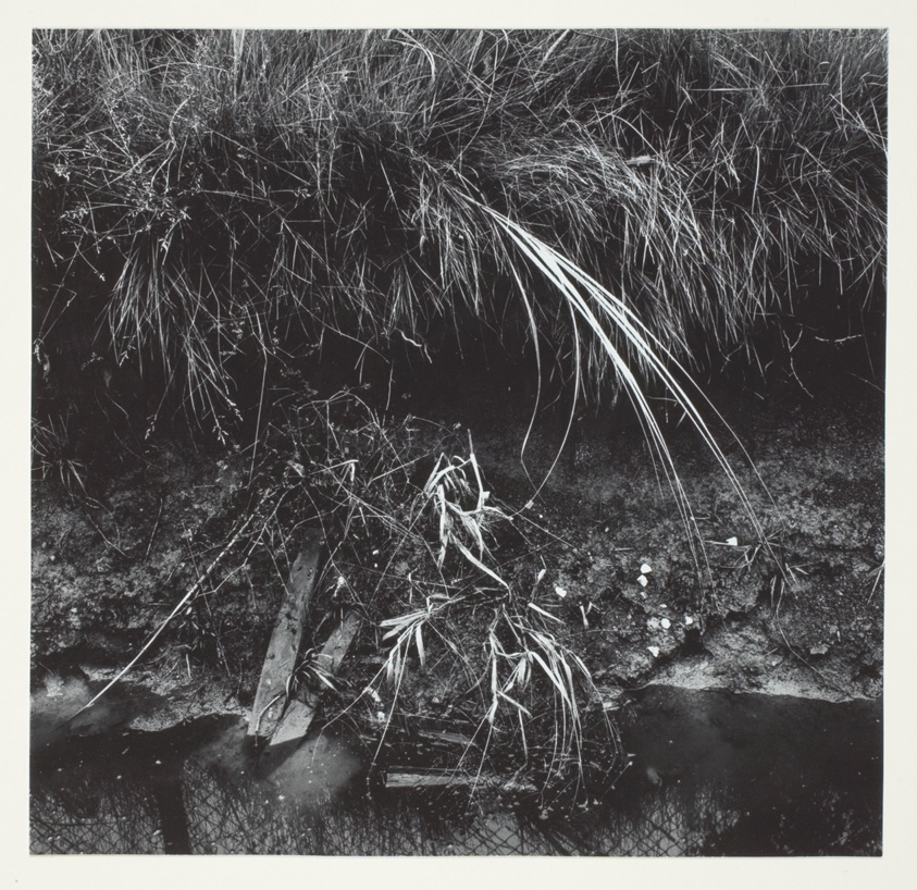Grasses and Rushes Beside Pond