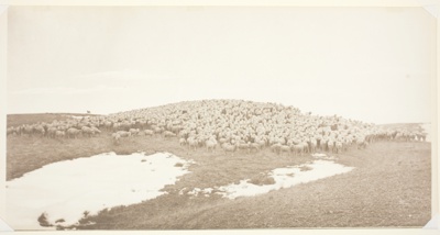 Sheep on Winter Range, Breaks of the Yellowstone