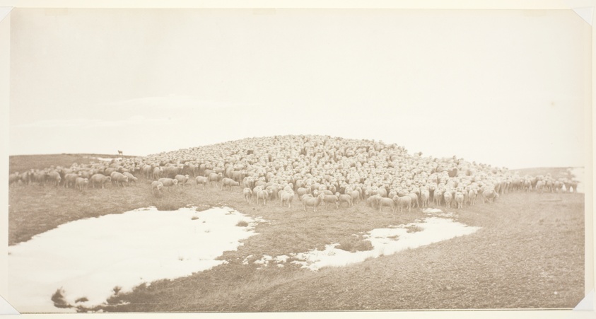 Sheep on Winter Range, Breaks of the Yellowstone