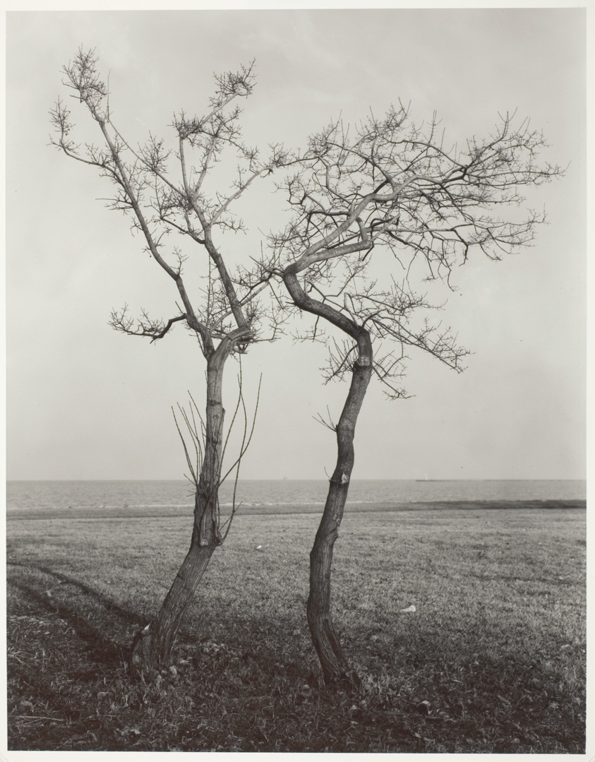 Trees, Lake Michigan