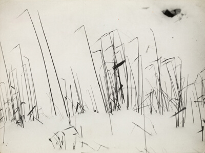 Blades of Grass in Snow