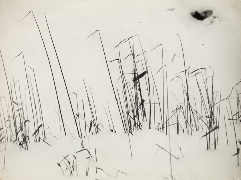 Blades of Grass in Snow