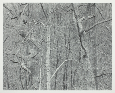 Kentucky, Dancing Trees
