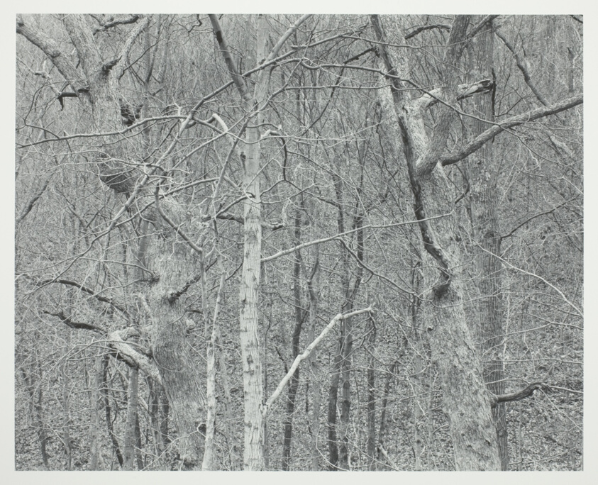 Kentucky, Dancing Trees