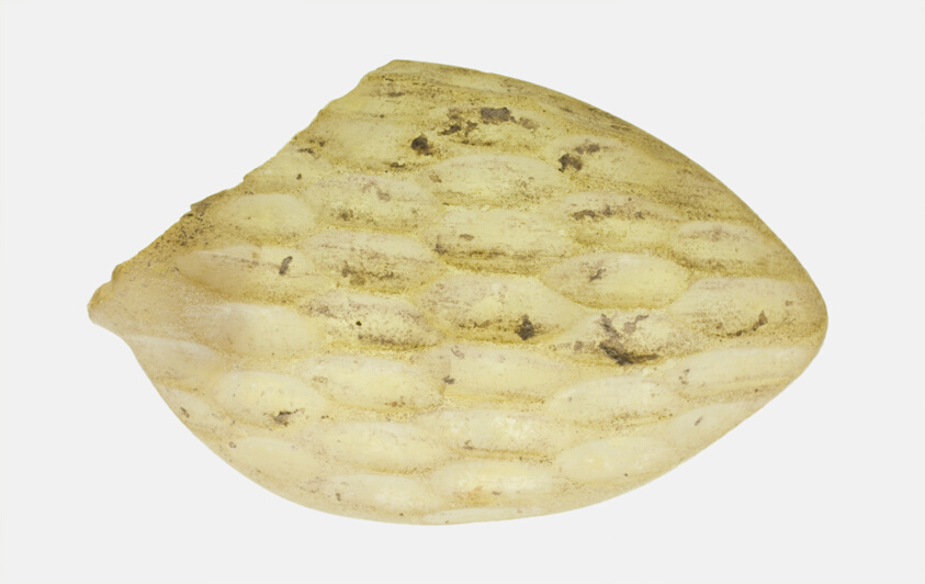 Fragment of a Spoon