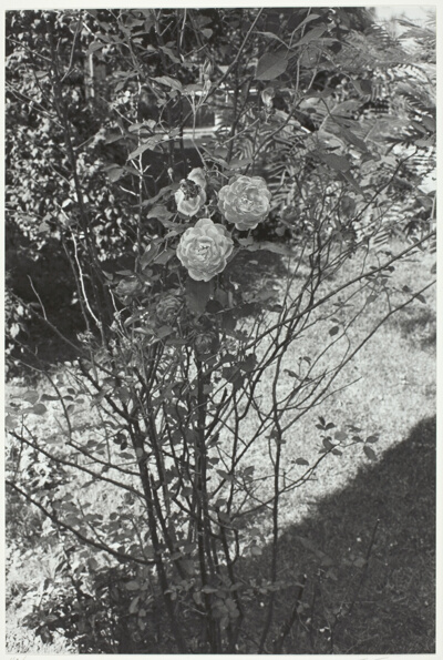 Rosebush with Leafy Background, Fort Lee, New Jersey
