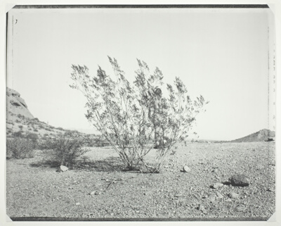 Man Behind Creosote Bush, Phoenix, Arizona