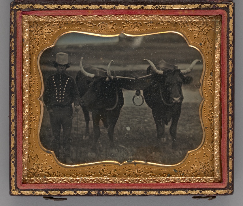 Untitled (Portrait of Man with Two Oxen)