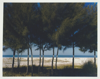 Australian Pines, Fort DeSoto, Florida