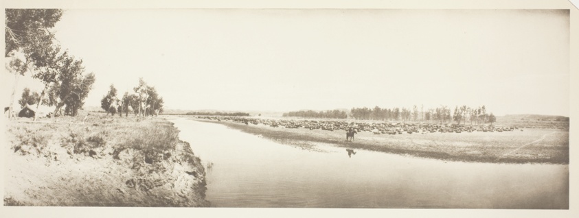 River with Herd and Cowboy on Horse