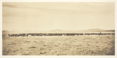 Cattle on Plain
