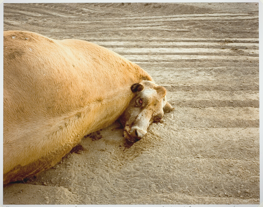 Dead Animals #454, Nevada, from the series "Desert Cantos VI: The Pit" (1987-88)