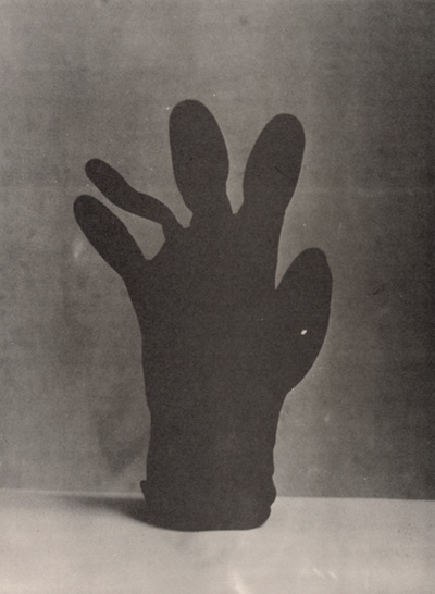 Glove Palm (Handschuhpalme)