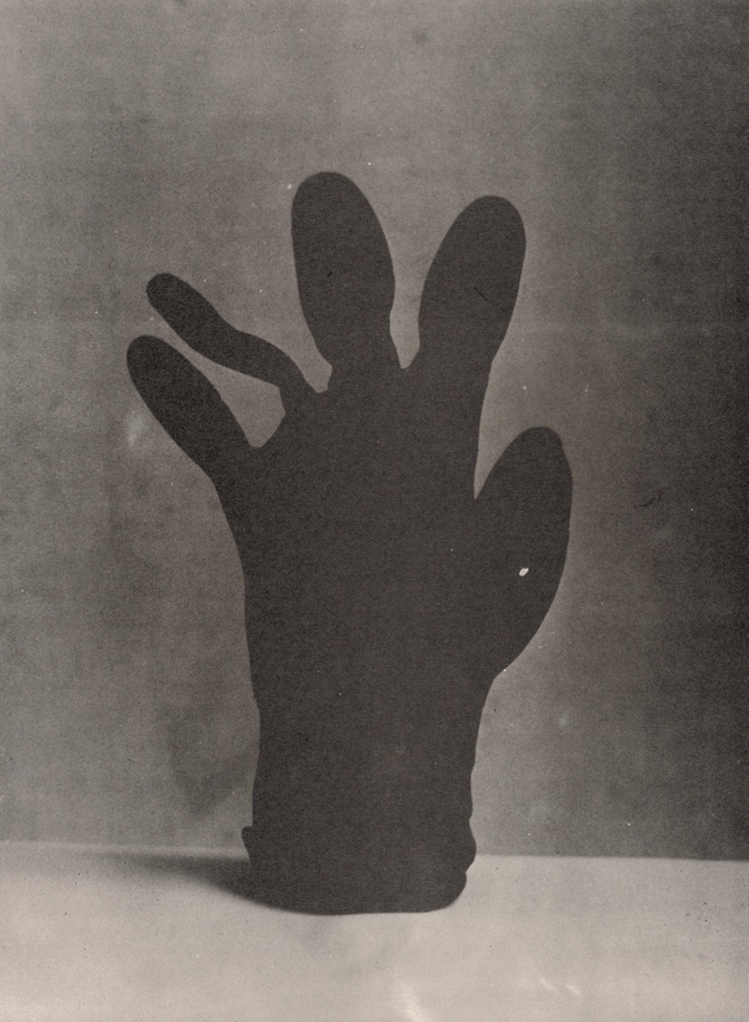 Glove Palm (Handschuhpalme)