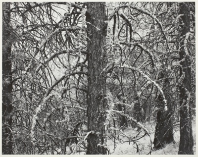 Pine, Dooley Mountain, Oregon