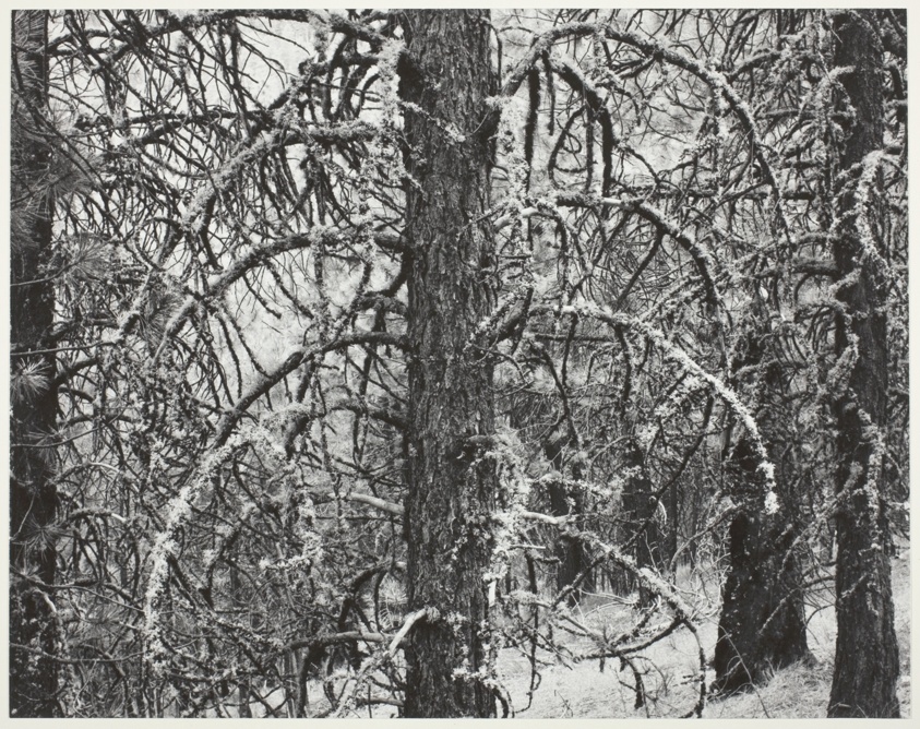 Pine, Dooley Mountain, Oregon