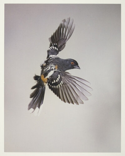 Spotted Towhee