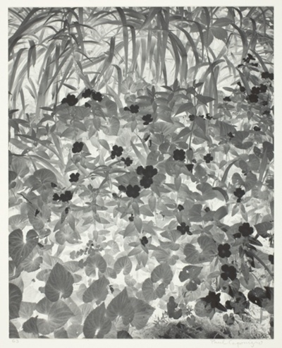 Negative Print, Brewester, New York